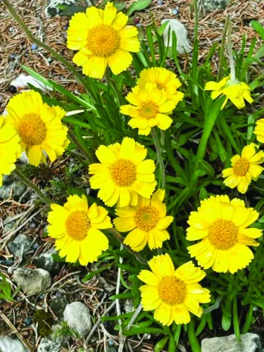 Hiawatha National Forest, Michigan Nature Association Plant Seeds of Hope for threatened daisy